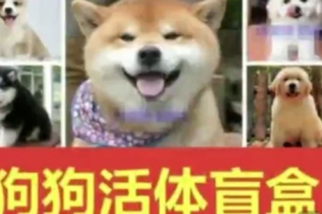“寵物盲盒”快遞被查封：小貓小狗沒吃沒喝，活活憋死！