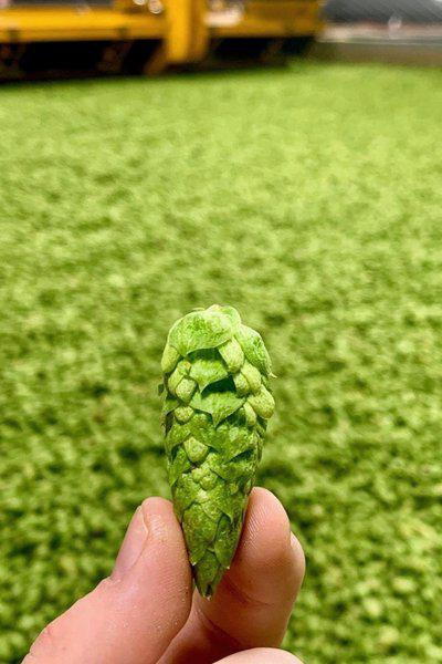 天津港進口俄羅斯啤酒花顆粒麥芽精釀幸運英豪精靈堡報關