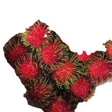 天津港進口泰國荔枝紅毛丹孕婦水果現摘新鮮原產地發貨報關清關