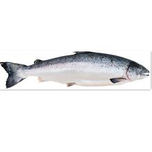 青島進口挪威鮮凍三文魚片中段日料刺身煎烤海鮮水產清關